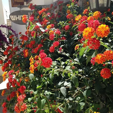 The White House Kalkan